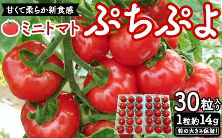 粒の大きさ保証！甘くて柔らか新食感 ミニトマト「ぷちぷよ」30粒入り 野菜 とまと  F6Q-097