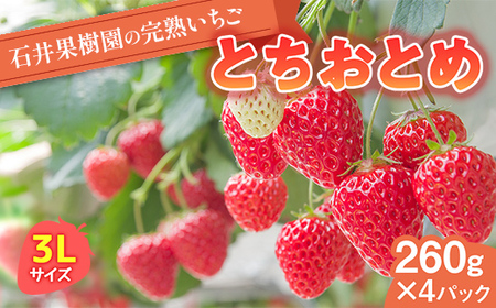 石井果樹園の完熟いちご とちおとめ 3Lサイズ 約1kg（260g×4パック） イチゴ 苺 福島県 鏡石町 F6Q-395