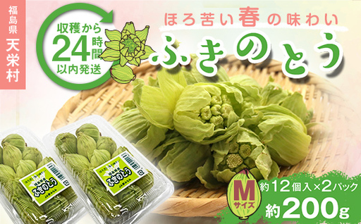 収穫から24時間以内に発送！ほろ苦い春の味わい「ふきのとう」Mサイズ200g（約24個） F21T-350