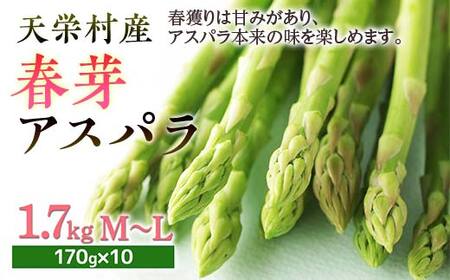[先行予約] ≪天栄村産≫ 春芽アスパラM〜Lサイズ 1.7kg F21T-439