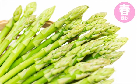 グリーンアスパラガス(春採り)約800g 野菜 1kg ハウス栽培 アスパラガス アスパラ 春 春野菜 季節限定 新鮮 北海道 新篠津村