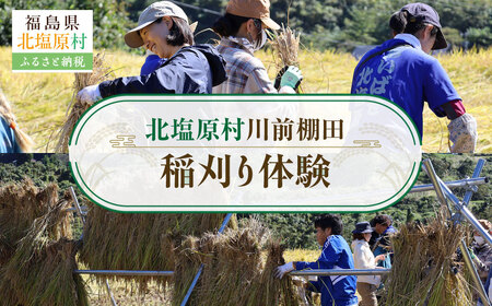 北塩原村川前棚田 稲刈り体験