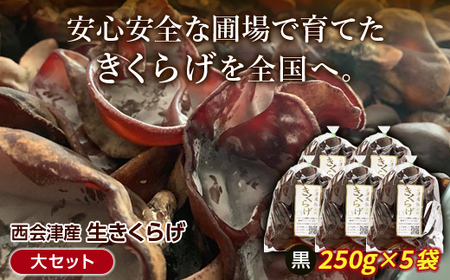 《期間限定》西会津産 生きくらげ 大セット (黒250g×5袋) F4D-2263