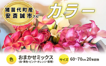 [2025年先行予約][数量限定]花 カラー ( 生花 ) 60〜70cm おまかせミックス 20本前後 生産者:安斎誠市 猪苗代産 プレゼント 贈り物 ギフト ※2025年9月上旬より順次発送予定 ※沖縄・離島への配送不可