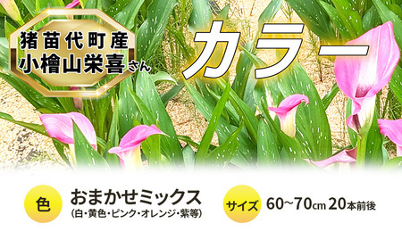 [2025年先行予約][数量限定]花 カラー ( 生花 ) 60〜70cm おまかせミックス 20本前後 生産者:小檜山栄喜 猪苗代産 プレゼント 贈り物 ギフト ※2025年9月上旬より順次発送予定 ※沖縄・離島への配送不可