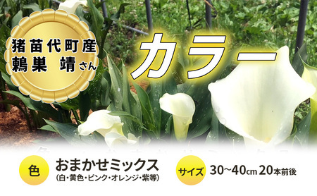 [2025年先行予約][数量限定]花 カラー ( 生花 ) 30〜40cm おまかせミックス 20本前後 生産者:鶫巣靖 猪苗代産 プレゼント 贈り物 ギフト ※2025年9月上旬より順次発送予定 ※沖縄・離島への配送不可