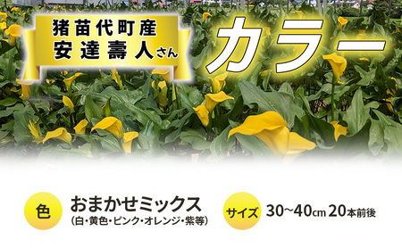 [2025年先行予約][数量限定]花 カラー(生花)30〜40cm おまかせミックス 20本前後 生産者:安達壽人 猪苗代産 プレゼント 贈り物 ギフト ※2025年9月上旬より順次発送予定 ※沖縄・離島への配送不可