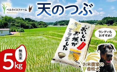 [先行予約]令和7年産 農家直送 ベルライスファームの天のつぶ 無洗米5kg F6U-128