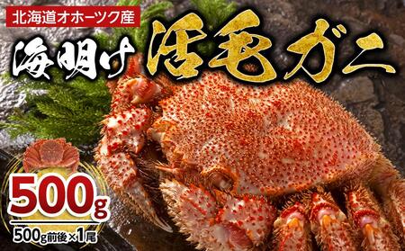 [先行予約]北海道オホーツク産海明け活毛ガニ ボイル未冷凍配送(チルド 冷蔵配送) 500g前後 1尾(2025年3月下旬より発送予定) | 毛ガニ 毛ガニ 毛ガニ 毛ガニ 毛ガニ かに かに かに かに かに