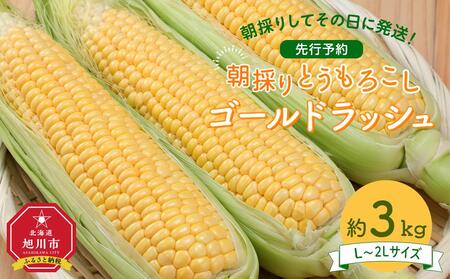 【先行予約】朝採り　とうもろこし　ゴールドラッシュ　約3kg（L～2Lサイズ× 8本）（2025年8月下旬から順次発送予定） | とうもろこし とうもろこし とうもろこし とうもろこし とうもろこし コーン  コーン  コーン  コーン  コーン _04659