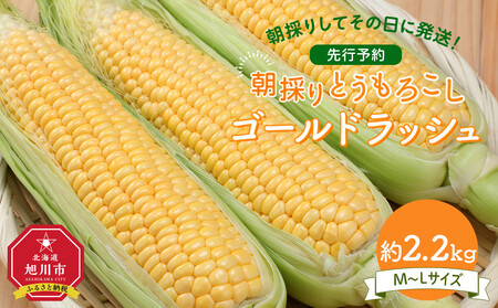 [先行予約]朝採り とうもろこし ゴールドラッシュ 約2.2kg(M〜Lサイズ× 6本)(2025年8月下旬から順次発送予定) | とうもろこし とうもろこし とうもろこし とうもろこし とうもろこし _05229