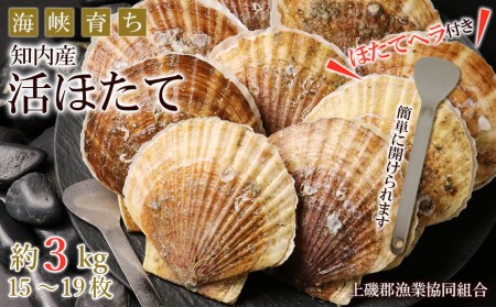 10月発送！海峡育ち「知内産活ほたて約3kg」【上磯郡漁業協同組合