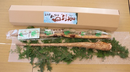 川内村高田島産 天空の「自然薯」（野生種） じねんじょ 山菜 健康食 1.5kg