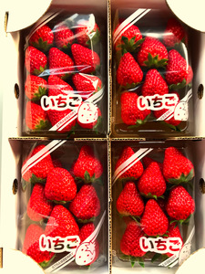 かわうちベリー[紅ほっぺ]いちご 250g×4パック