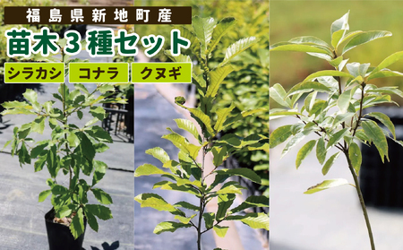新地町産 苗木3種セット(シラカシ・コナラ・クヌギ) | 木 苗 人気 おすすめ 送料無料 里山 白樫 しらかし こなら くぬぎ 樟 お取り寄せ 福島県 新地町 庭木 庭 カブトムシ クワガタ 森林 庭木