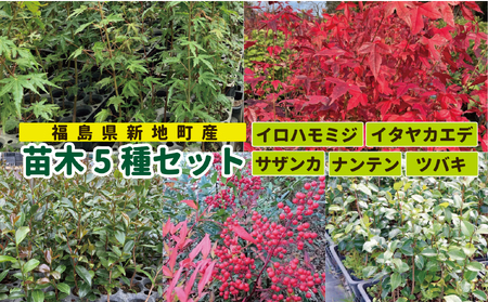 新地町産 苗木5種セット(サザンカ・イロハモミジ・ナンテン・イタヤカエデ・ツバキ) 