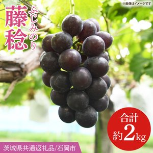 【2025年8月より順次発送】藤稔（ふじみのり） 約2kg【茨城県共通返礼品/石岡市】【葡萄 ぶどう フルーツ 果物 くだもの 水戸市 茨城県】(IT-23)