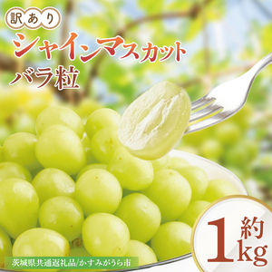 [9月より順次発送][数量限定]訳あり バラ粒 箱込み1kg シャインマスカット[茨城県共通返礼品/かすみがうら市][茨城県 水戸市 果物 くだもの フルーツ ブドウ ぶどう 葡萄 マスカット シャインマスカット 期間限定](FW-9)
