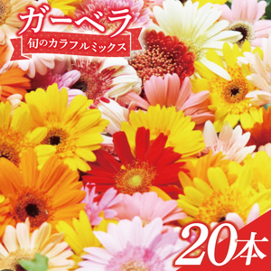 旬の水戸市常澄のガーベラ カラフルミックス20本[ガーベラ 産直 サプライズ フラワーアレンジ 花 お花 贈り物 誕生日 母の日 彼女にプレゼント 水戸市 茨城県](DR-130)