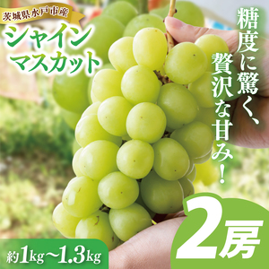 [9月中旬より順次発送]糖度に驚く、贅沢な甘み!水戸市産シャインマスカット 2房 約1kg〜1.3kg[葡萄 ぶどう マスカット フルーツ 果物 くだもの 水戸市 茨城県 ](NL-1)
