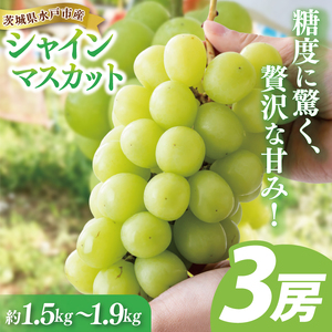 [9月中旬より順次発送]糖度に驚く、贅沢な甘み!水戸市産シャインマスカット 3房 約1.5kg〜1.9kg [葡萄 ぶどう マスカット フルーツ 果物 くだもの 水戸市 茨城県 ](NL-2)