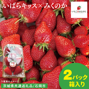 [数量限定][離島配送不可]いばらキッス×みくのか 2パック/箱[茨城県共通返礼品/石岡市][いちご イチゴ 苺 果物 くだもの フルーツ 茨城県](LX-9)