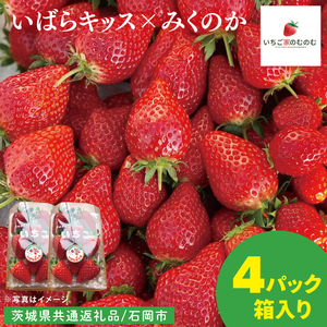 [数量限定][離島配送不可]いばらキッス×みくのか 4パック/箱[茨城県共通返礼品/石岡市][いちご イチゴ 苺 果物 くだもの フルーツ 茨城県](LX-10)