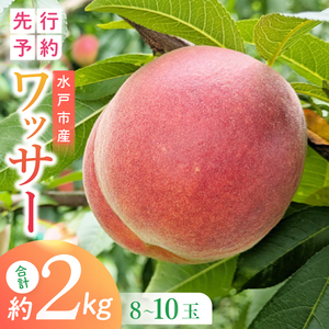 [2026年8月上旬より順次発送][数量限定]希少品種!ワッサー 約2キロ(8-10個)[フルーツ 果物 桃 ネクタリン くだもの デザート おやつ 水戸市 茨城県](MA-3)