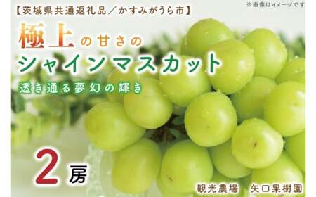 [9月より順次発送][数量限定]透き通る夢幻の輝き。極上の甘さシャインマスカット!2房[茨城県共通返礼品/かすみがうら市][茨城県 水戸市 果物 くだもの フルーツ ブドウ ぶどう 葡萄 マスカット シャインマスカット 期間限定](FW-4)