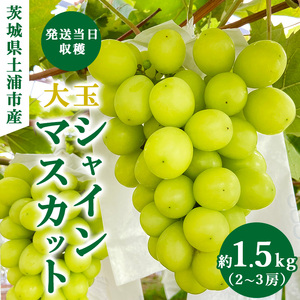 [先行予約]茨城県産シャインマスカット[約1.5キロ] ※2025年9月中旬〜10月下旬頃に順次発送予定