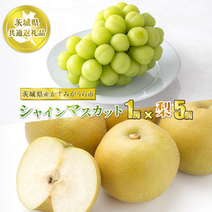VC}XJbg1[Ɨ5y錧ʕԗi@݂sYzʕ  t[c Ԃǂ uhE  Ȃ  ① N[ց@2025N8{`10{ɏ\