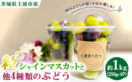 シャインマスカットと他4種類のぶどう(粒)約1.0kg(250g×4P) ※離島への配送不可 ※2025年9月中旬〜10月下旬頃に順次発送予定