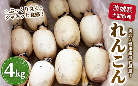 錧yYsY񂱂4kg b eƌN F񂱂 ̂ꂽ Yn @ kCEEւ̔zs