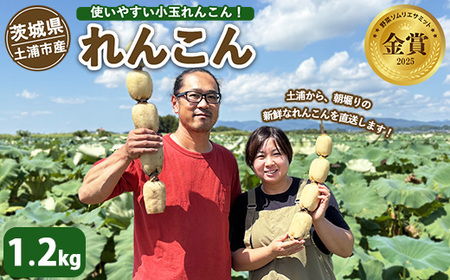 土浦市産 れんこん 1.2kg 使いやすい小玉れんこん! すずき蓮根農園の口福れんこん「松の小箱」 | 産地直送 茨城県 レンコン 蓮根 野菜 シャキシャキ ※離島への配送不可 ※2026年1月上旬頃より順次発送予定