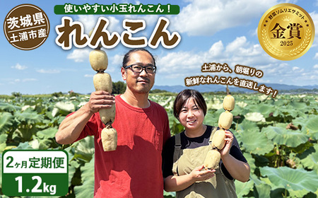 [定期便2ヶ月] 土浦市産 れんこん 1.2kg 使いやすい小玉れんこん! すずき蓮根農園の口福れんこん「松の小箱」 | 産地直送 茨城県 レンコン 蓮根 野菜 シャキシャキ ※離島への配送不可 ※2026年1月上旬頃より順次発送予定