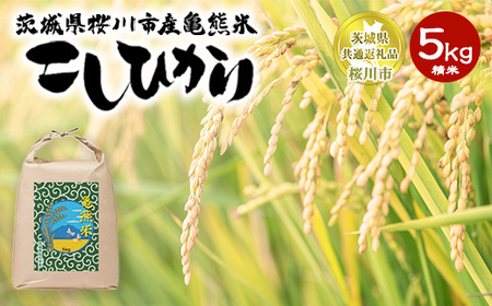 コシヒカリ 精米5kg 亀熊米 令和7年産 [茨城県共通返礼品 桜川市産] | 茨城県産 白米 米 コメ ※離島への配送不可
