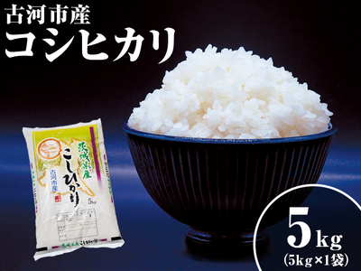 令和6年産 新米 5kg 関東平野で育った古河市産コシヒカリ 5kg (5kg×1袋) | こめ 米 コメ こしひかり 5キロ 古河市産 茨城県産 _DG03 ※北海道・沖縄・離島への配送不可