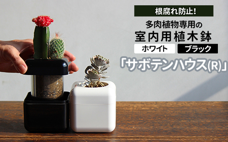 根腐れ防止!多肉植物専用の室内用植木鉢「サボテンハウス(R)」 かわいいキューブ型植木鉢 日用品 贈答品 プレゼント ギフト _GD01 _GD02