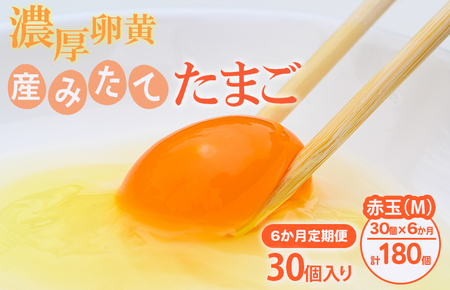 �y6��������ցz���v�ۃt�@�[�� �Z������ �Y�݂��Ă��܂� �ԋ�30����iM�ʁj | ����� 6�J�� 6�� �� 30�� �ԋ� �ʎq ���܂� �^�}�S ���� �{�� �Y�݂��� �V�N �Z�� ���N ���Y �M�t�g ���� ����