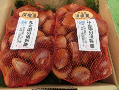 [数量・期間限定]低温熟成 追熟がんね栗 1.8Kg 古河市産和栗※離島への配送不可 ※2025年10月中旬頃より順次発送予定 _BF16
