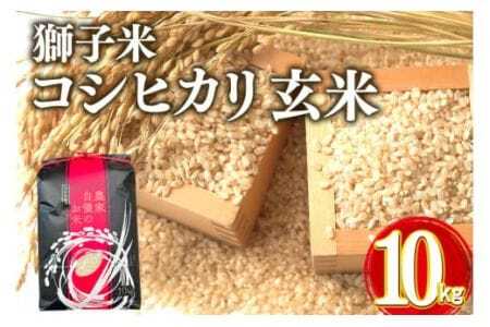 [令和7年産]獅子米 コシヒカリ 玄米 10kg 岡田ファーム コンテスト受賞米 お おこめ ブランド こしひかり 10キロ 国産 単一原料 コメ こめ ご飯 銘柄米 茨城県産 茨城 産直 産地直送 農家直送 ごはん 家庭用 贈答用 お取り寄せ ギフト 茨城県 石岡市 (B02-003)