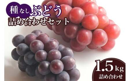 [ 2025年 先行予約 ] 種なし ぶどう 詰合せ 1.5kg 石田ぶどう園 2房 〜 5房 詰め合わせ おまかせ お任せ ブドウ 国産 果物 葡萄 種無し フルーツ 1.5キロ 9月 10月 発送 秋 旬 品種 茨城県産 産地直送 産直 農家直送 冷蔵 茨城県 石岡市 (A02-016)