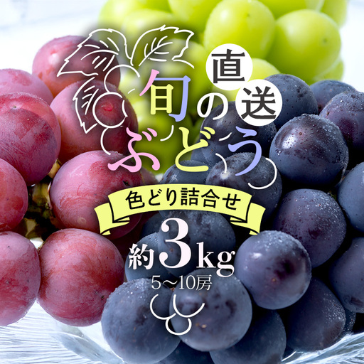 【 2026年 先行予約 】 旬のぶどう 色とりどり 詰合せ 約3kg 太郎兵衛果樹園 5房 ～ 10房 (A03-004)