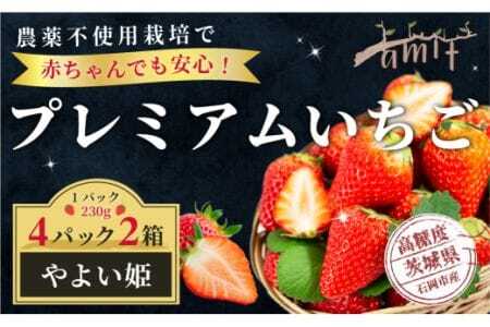 農薬を使わず育てた安心安全 イチゴ やよいひめ 4パック いちご 苺 ナノバブル水素水使用 農薬不使用 希少 国産 果物 フルーツ くだもの 冬 旬 産地直送 農家直送 産直 甘い デザート スイーツ 家庭用 贈答 贈答用 茨城 茨城県 石岡市 (A14-006)