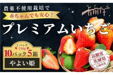 農薬を使わず育てた安心安全 イチゴ やよいひめ 10パック いちご 苺 ナノバブル水素水使用 農薬不使用 希少 国産 果物 フルーツ くだもの 冬 旬 産地直送 農家直送 産直 甘い デザート スイーツ 家庭用 贈答 贈答用 茨城 茨城県 石岡市 (A14-011)