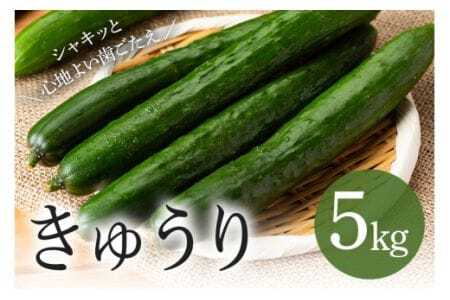 LE 5kg イ ӉZ Ė 퉷 VN Y 錧Y   { Yn _ xW^u O[ T_ {Ђ Ђ ƒp Ɩp tbV 錧 Ήs (A33-002)