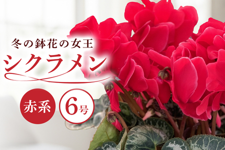 石岡育ちの シクラメン 赤系 6号鉢 クリスマス フラワー ギフト プレゼント 鉢植え 鉢花 冬 花 茨城県 石岡市 国産 送料無料 産地直送 (G776) (F12-001)