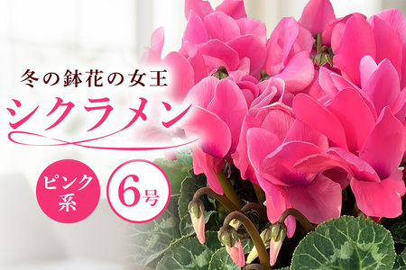 石岡育ちの シクラメン ピンク系 6号鉢 クリスマス フラワー ギフト プレゼント 鉢植え 鉢花 冬 花 茨城県 石岡市 国産 送料無料 産地直送 (G777) (F12-002)