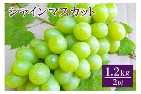 [ 2026年 先行予約 ] シャインマスカット 1.2kg 開田ぶどう園 2房 ぶどう ブドウ 国産 果物 くだもの 葡萄 フルーツ 1.2キロ 1kg 以上 甘い 糖度 高い 9月 10月 発送 秋 旬 品種 茨城県産 産地直送 産直 農家直送 冷蔵 茨城県 石岡市 (A01-004)
