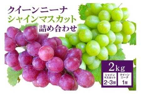 y 2026N s\ z VC}XJbg  NC[j[i lߍ킹 2kg JcԂǂ Ԃǂ uhE Y ʕ   t[c Zbg Mtg 2L 9 10   H { Yn